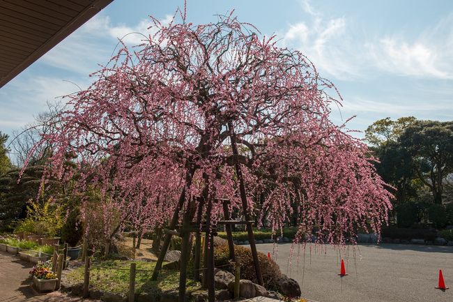 枝垂れ梅の名所、南立石公園へ行ってきました。