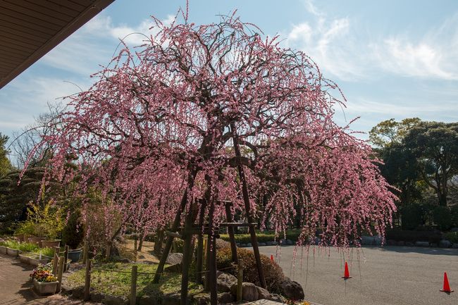 　枝垂れ梅の名所、南立石公園へ行ってきました。