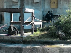 東山動物園と名古屋市博物館　1日目