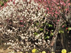 早咲きの梅の花が見頃を迎えた須磨離宮公園