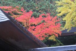 2018秋、群馬と長野の名城り(12/20)：10月27日(2)：安楽寺(2)：紅葉と黄葉の境内