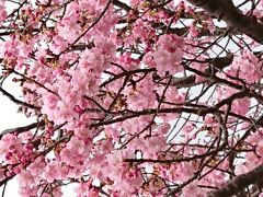河津桜を見て、海鮮昼食を堪能