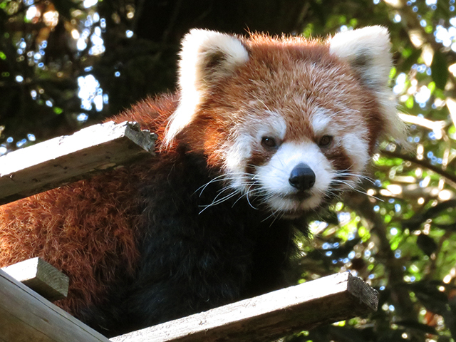 2017冬の18切符で動物園遠征５-池田動物園