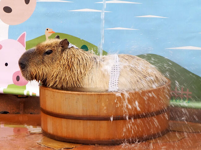 軽キャン 千葉の旅 2 マザー牧場その2 マザーファームツアー 富津 千葉県 の旅行記 ブログ By さやえんどうさん フォートラベル 軽キャン 千葉の旅 2 マザー牧場その2 マザーファームツアー 富津 千葉県 の旅行記 ブログ By さやえんどうさん フォートラベル