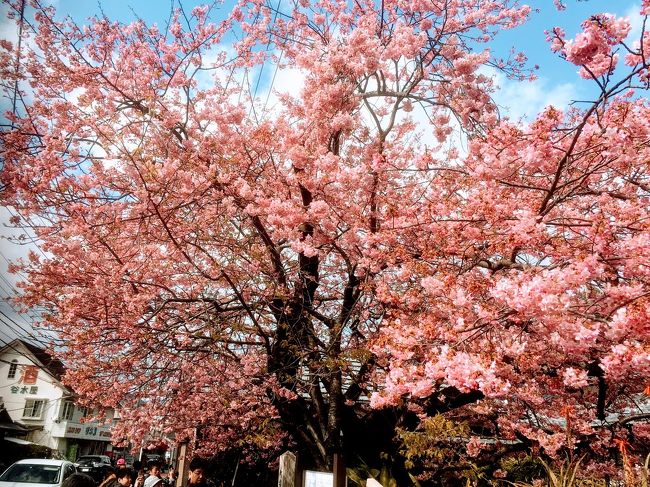 2月16日から1泊2日で伊豆旅行に行ってきました。<br />初日は熱海の来宮神社や熱海梅園、糸川の熱海桜を見て回り、伊東の温泉旅館の青山やまとに宿泊。<br /><br />2日目は、伊東から伊豆半島を南下し、河津の河津桜を見て、河津七滝にある一休茶屋で、噂のわさび丼を食べて来ました。<br /><br />今回は2月17日の2日目の旅行記です。<br /><br />河津には隔年で行っています。<br /><br />河津桜はだいたい7分咲き前後。<br />まぁまぁ綺麗でした。<br /><br /><br />