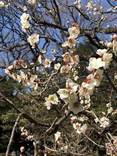 梅の花咲く小石川後楽園へ