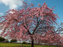 豊前の河津桜　2019