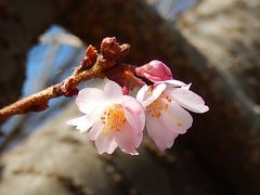 美しかった冬桜その後(2月20日観察)