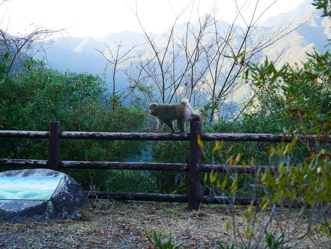 車で屋久島の旅 1 屋久島 鹿児島県 の旅行記 ブログ By シュノーケリング さん フォートラベル