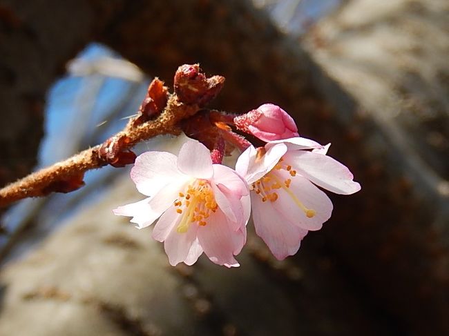 2月20日、午前10時半頃にふじみ野市西鶴ケ岡地区を散策し、序に亀久保西公園に冬桜を観察に行きました。　花の数はかなり減っていますが咲き始めの花はとても美しかったです。<br /><br /><br /><br />＊写真は美しかった冬桜