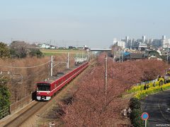 三浦海岸 桜まつり:河津桜と菜の花と京急電車が楽しめます