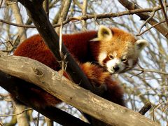 欧州Roter Panda紀行　Tiergarten Schönbrunn(シェーンブルン動物園)　念願叶い訪問！！マリア・テレジアが愛した世界遺産の中の動物園！！