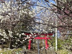 梅めぐり　東方天満宮、馬場花木園、河津桜も