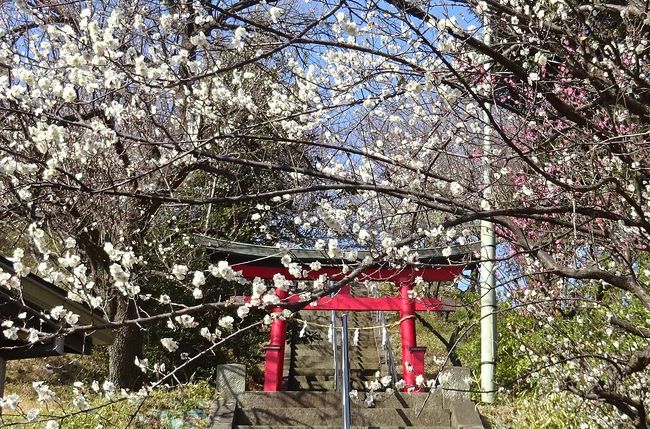 横浜の梅も見ごろを迎えて、各地で梅祭りなども開かれている。<br />横浜の２か所の梅を連日訪れた。<br /><br />東方（ひがしかた）天満宮は、横浜市都筑の梅の名所。境内には約250本もの梅が咲くが、参道の階段にせり出す梅は見ごたえがある。<br /><br />馬場花木園の梅は数は多く無いが、枝垂れ梅など見ごたえがある。<br />ようやく見ごろを迎えてきた。<br /><br />近所の河津桜も見ごろに成ってきた。<br />
