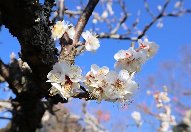 舟戸大橋の近く西印旛沼を見下ろす小高い丘の上には、鎌倉時代の師戸（もろと）城址があり、県立印旛沼公園として整備・保全されています。特に桜（約230本）の季節には花見客で大変賑わいます。又この時期、梅林（約70本）を目当ての人も多く、ヤブツバキとともに楽しめます。<br /><br />2月23日（土）の11:00～14:00、梅園で「梅見の会」が行われ、甘酒が先着50名に無料で振舞われました。おしるこ（もち、200円）、まぜごかん（300円）、天ぷら（3ヶ、100円）などの食べ物やふきのとう（５ヶ、100円）、自家製味噌、ハス、切り干しダイコンなどの販売も行われていました。<br />