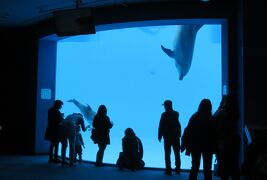 2019早春、名古屋港水族館(1/5)：シャチの仲良し親子、バンドウイルカ、カマイルカ