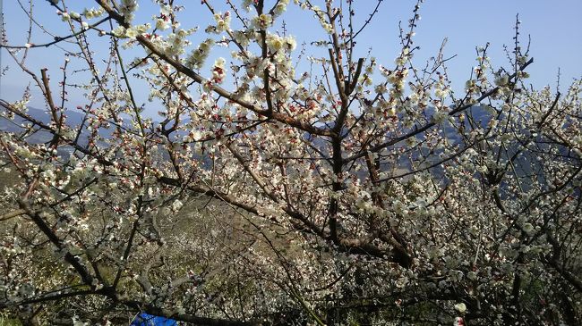 「一目百万、香り十里」と称される、和歌山県の南部梅林へ行ってきました。<br /><br />実は数日前まで知らなかったのですが、そろそろ梅の季節ということで、桜のお花見は行っても梅を見に行ったことはなかったので、どこか良いところがないかなぁとインターネットで調べていたところ、発見！<br /><br />なんだか興味をもって調べれば調べるほど、「行ってみたい！」となりました。<br /><br />ちょうど満開情報を得て、期待で胸は膨らませてGO！<br /><br />