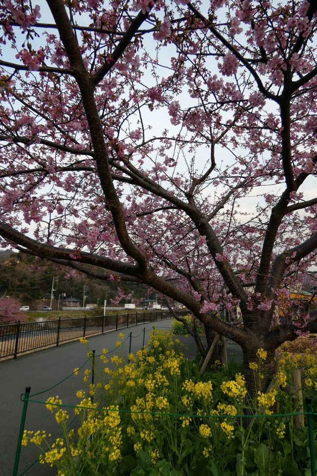 2019年2月16日1泊でエクシブ伊豆に泊まって、河津桜などの一足早い春を探してきました。<br /><br />旅行記は追々丁寧に書きますが、この土日に河津桜の花見を考えている方も居るのではないかと思い、ダイジェストで河津桜の様子を記します。
