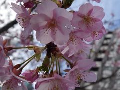 20190222 築地 築地テラスのモーニング → 国税局近所の河津桜 → きつねやさんのホルモン煮 → TSUKIJI DELIでローストビーフお握り → 魚河岸食堂のセンリ軒さんで焼酎ハイボール