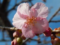 やっと咲き始めたふじみ野市鶴ケ岡中央通りの河津桜