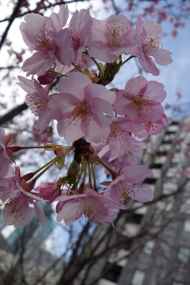 20190222 築地 築地テラスのモーニング → 国税局近所の河津桜 → きつねやさんのホルモン煮 → TSUKIJI DELIでローストビーフお握り → 魚河岸食堂のセンリ軒さんで焼酎ハイボール