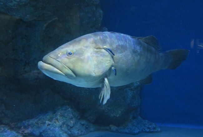 南館では『南極への旅』をテーマに、地球を縦断する旅の中で出会える生き物たちを紹介していました。『日本の海』、『深海ギャラリー』、『赤道の海』、『オーストラリアの水辺』と『南極の海』の五つの水域と地域の生き物たちです。