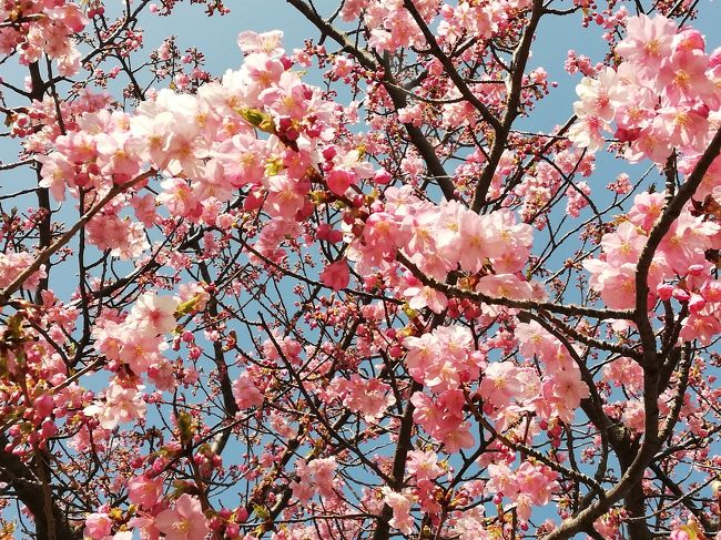 2月20日(水)<br />友人と3人で 『第17回 三浦海岸さくら祭り』 へ。<br />京急線の電車の中で待ち合わせ。<br />まだ三分咲きくらいでしたが、春先取りの河津桜の花見を満喫。<br />三浦海岸に来たのだから海の幸をいただかなくっちゃということで、<br />鈴木水産でランチ。<br />この日は、２０度近くまで気温が上がり、晴天。<br />楽しい一日でした。
