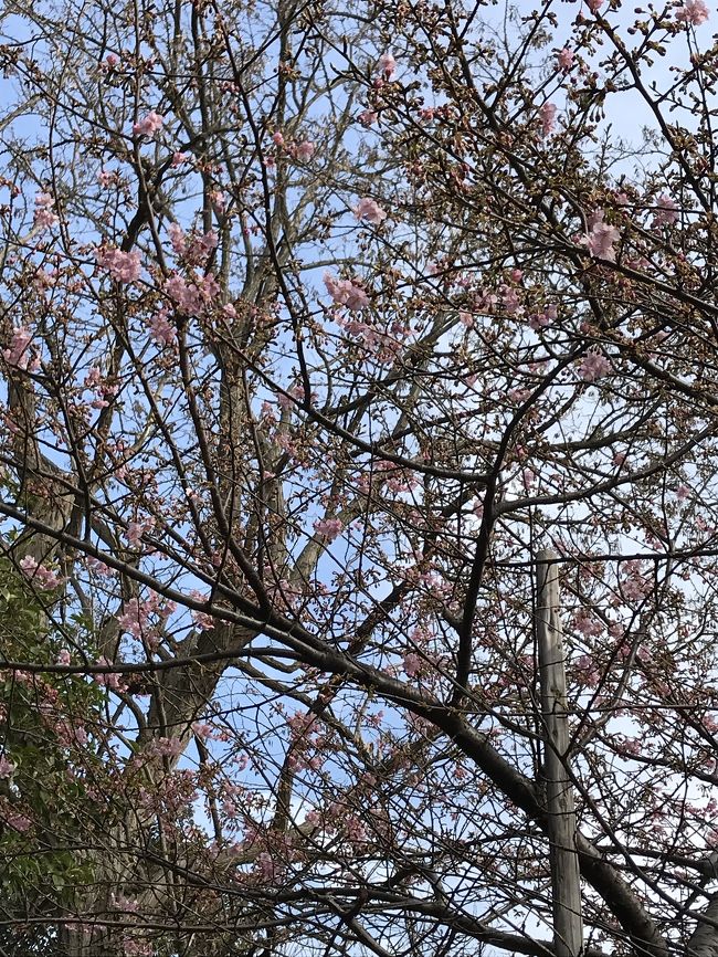 花を求めて⑥河津桜を探して。千葉県市川市巡り。