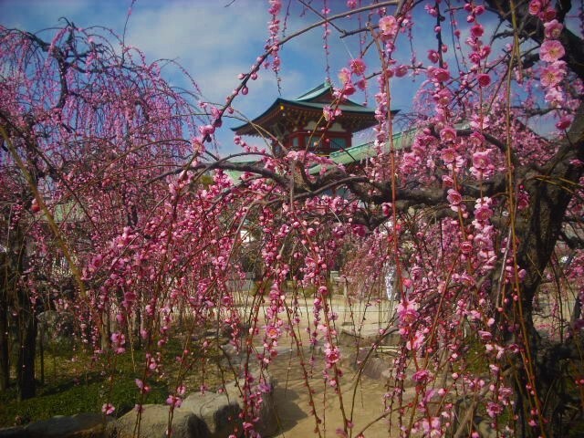 　防府天満宮で２月１７日から３月３日まで梅まつりがあります。<br />二コラ・テスラ展を見に行くので初めて梅の時期の防府天満宮に行きました。<br />社殿前の梅林にはしだれた梅の木がありとてもきれいでした。<br /><br /><br />　そのあとは防府市青少年科学館ソラールに移動し日本で初めてという二コラ・テスラ展を見に行きました。<br />交流電力システムを発明した人です。<br />いろいろな発明が紹介してありました。<br />