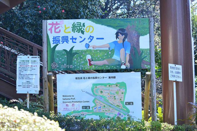 川口市安行「花と緑の振興センター」へ梅の花もそろそろかと散策してきました。<br />梅林は通常クローズで花の時期になるとオープンされるようです。<br />種類もたくさんあるようでまだ半分くらいの開花ですのでもうしばらく楽しめそうです。