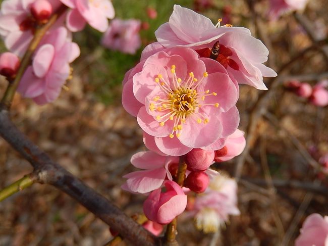 2月22日、午後2時半過ぎにふじみ野市西鶴ケ岡地区、三角地区を春の息吹を求めて散策をしました。　福寿草の花は盛りを過ぎていましたが見ごろのもありました。　蝋梅の花と紅梅は盛りを過ぎていました。　白梅は見ごろでした。　枝垂れ紅梅は見ごろでした。　昨日からの陽気で快適な散策ができました。<br /><br /><br /><br />＊写真は見ごろの枝垂れ紅梅