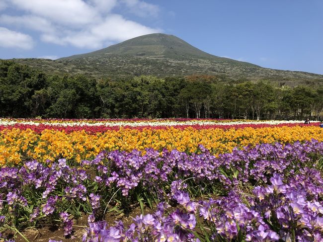 3月で育休が終了して4月からは復職。 <br /><br />まだまだ遊び足りないけど、働かないと旅行に行く元手が…。<br /><br />復職前の最後の旅行として、同じ育休中の友だち親子(3歳、11ヶ月の子ども有)と八丈島へ。<br /><br />実は、今回旅行先を調べるまで八丈島のことを全然知らなかった。<br /><br />ANAのマイルの期限が近いので、ANAの就航してる空港を調べてると八丈島が出てきた。<br />そもそも八丈島ってどこだっけ?から始まり、羽田から1時間で行けて、見どころも温泉もあるし、子連れでも行けそうということで即決定!<br /><br />3/25 セントレア→八丈島 八丈島観光<br />3/26 八丈島観光<br />3/27 八丈島観光 八丈島→セントレア