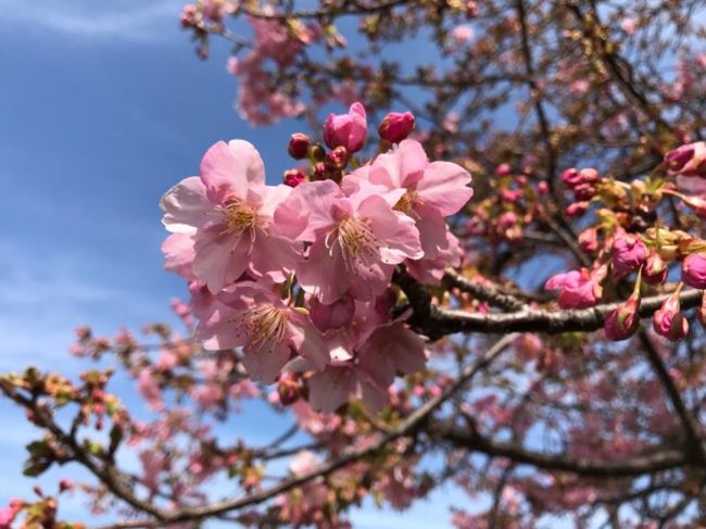 南千住にある汐入公園に、河津桜を見に行ってきました。<br />既に結構咲いていてきれいでした。