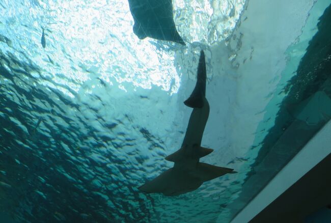 名古屋港水族館の紹介の続きです。南館の主要展示の一つ、『海洋生物の宝庫・日本の海』は、黒潮大水槽とマイワシのトルネード、トンネル水槽、いろいろな水槽とマイクロアクアリウムで構成されていました。<br />