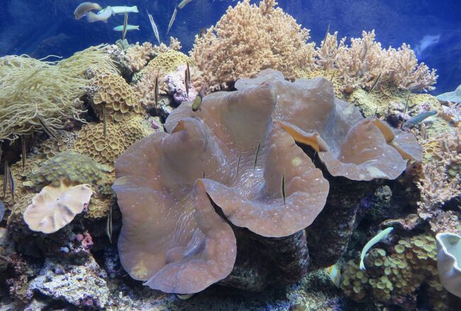 名古屋港水族館のサンゴ礁大水槽は、オーストラリア東岸のグレートバリアリーフをモデルとして、水槽の底面(1F)、側面(2F)と上面(3F)の3方向から水槽を眺めることができるようになっています。ダイバーが水中カメラで撮影しながら解説をしてくれるようです。