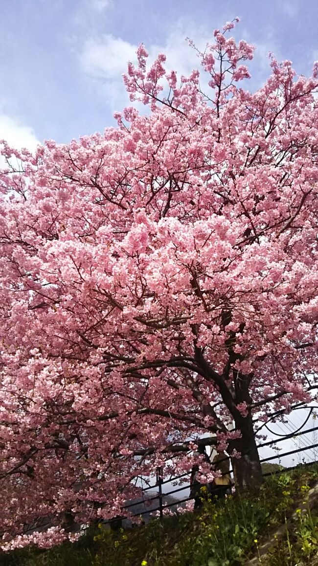 桜満開の河津へGO!ー今年の河津桜は素晴らしいだって！