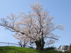 2018 春・神戸花咲