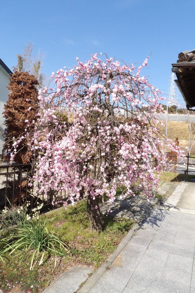 　坂下第六天神社（https://4travel.jp/travelogue/10536215）の前を通ると紅枝垂れ梅が満開である。<br />　境内のベンチに腰掛けている人や、神社に参拝する人がいる。少し春めいて来た坂下第六天神社である。<br />（表紙写真は坂下第六天神社の紅枝垂れ梅）