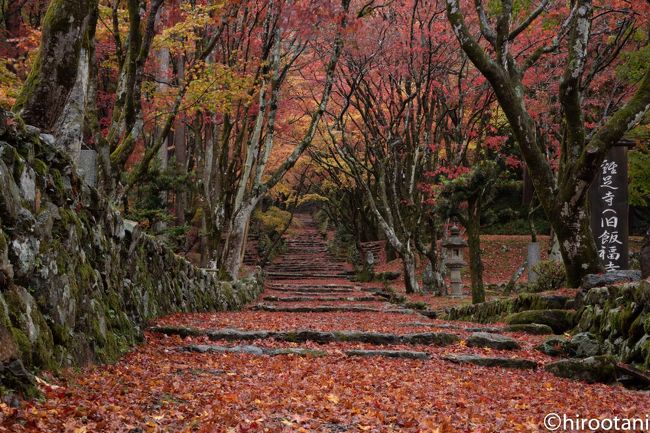 梅や川津桜の開花の声が聞こてくるこの時期に、紅葉の旅行記をアップするのは心苦しいのですが、とにかく写真がたまりすぎて、処理能力を超えているため、ご容赦いただければ幸いです。<br /><br />以前から行ってみたいと思っていた滋賀の紅葉を今年は集中的に狙ってみました。まずは、写真でおなじみの鶏足寺、そして湖東三山を周り、最後に永源寺を訪れました。<br /><br />訪問先は以下の通り<br />湖北：　鶏足寺、西明寺、近江孤蓬庵<br />湖東：　西明寺、金剛輪寺、百済寺、永源寺<br /><br />京都とは違い、それぞれの寺がやや山の中にあるため、車でしか訪問できないので、思ったほど混雑していませんでした。勿論、混雑を避けて早朝から訪問したこともあります。早朝から７寺も廻って、流石に疲れました。<br /><br />若干天気が悪かったのですが、滋賀の紅葉はとてもしっとりとして落ち着いた雰囲気でした。