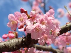 まつだ桜まつり、もうすぐ満開