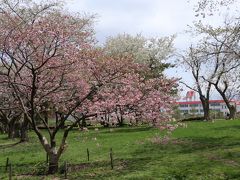 南北海道の桜2　青葉ヶ丘公園・オニウシ公園