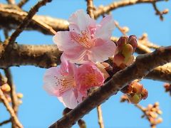やっと咲き始めた鶴ケ岡中央通りの河津桜その後(2月23日観察)