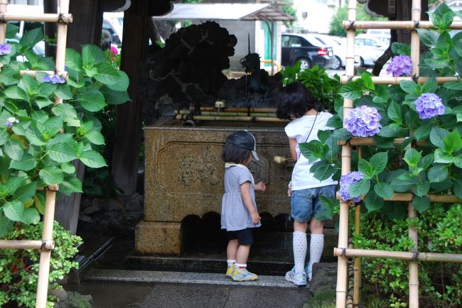 ひとりお花見部　文京区白山神社で 紫陽花のお花見