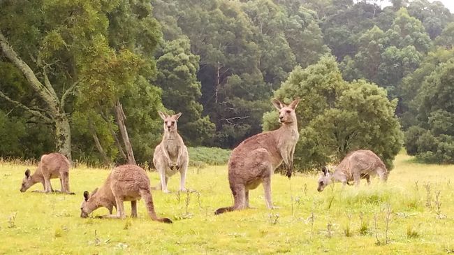 雨のSydney　2日目<br />2日目は現地ツアーで世界遺産ブルーマウンテンへ<br />天気は相変わらずの曇り&amp;雨。<br />天気に不安を感じつつ早朝からツアーへ出発です。<br /><br />【VELTRA】の現地日帰りツアー。<br />ジャックさんの日本語ツアー。<br />これを利用した事のある方も結構居るのではないでしょうか？自分の担当はマシューさんでした！