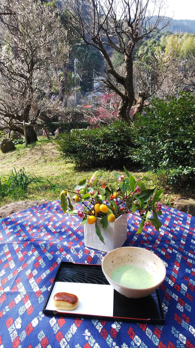 前々から気になっていた熱海梅園の梅まつり、今年初めて行ってきました。土曜でしたが朝9時台に行ったので比較的空いており、満開の梅と香りを楽しんできました。