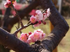 大倉山梅林と大倉山記念館2019