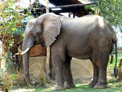 象の楽園、ロウワーザンベジ国立公園,2018/9（後半）Chongwe River Camp編