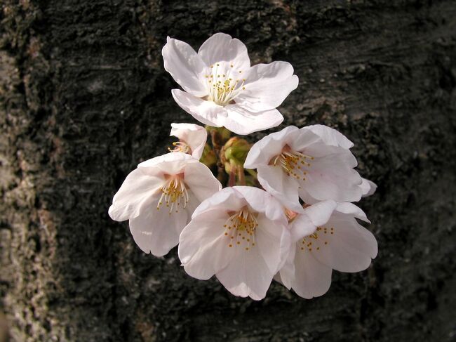 京都にも桜の便り！　2024年3月29日，京都地方気象台はサクラ（ソメイヨシノ）の開花を発表しました。京都では，昨年より12日遅く，平年よりも3日遅い開花となりました。<br /><br />2024年 桜開花予想日と満開予想日（日本気象協会）はこちらから。<br />https://tenki.jp/sakura/expectation/<br /><br />2024年 さくらの開花状況と満開状況（気象庁）は下記のURLで。<br />https://www.data.jma.go.jp/sakura/data/sakura_kaika.html<br />https://www.data.jma.go.jp/sakura/data/sakura_mankai.html<br /><br />写真はいずれも2002～2003年に撮影したものです。表紙写真は，姫路城の桜（2003年4月6日撮影）。<br /><br /><br />［参考］<br />ウェザーマップの「さくら開花予想2024」<br />https://sakura.weathermap.jp/<br /><br />ウェザーニュースの さくらCh.「花見・桜名所情報【2024】」<br />https://weathernews.jp/sakura/