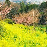 河津桜を見て御殿場に宿泊