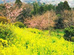 河津桜を見て御殿場に宿泊